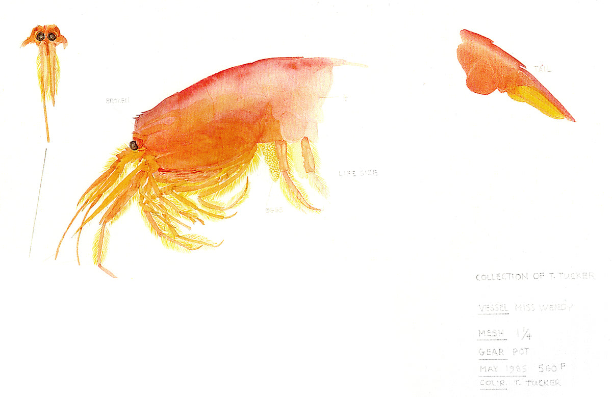 Prawn study by Glen Loates