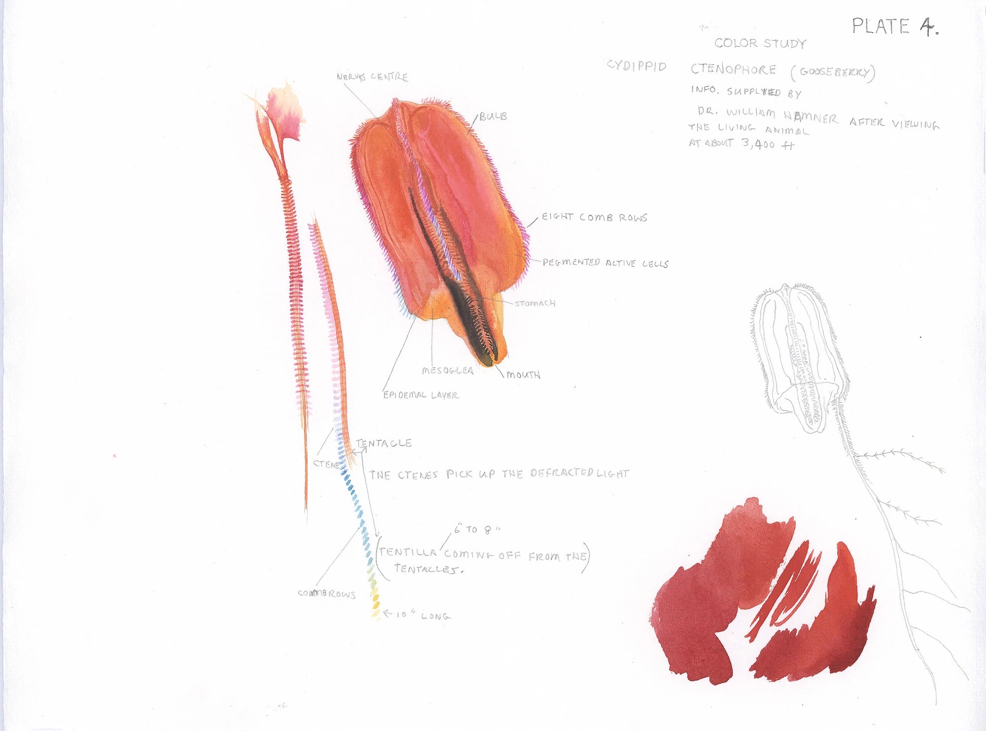 Gooseberry study by Glen Loates