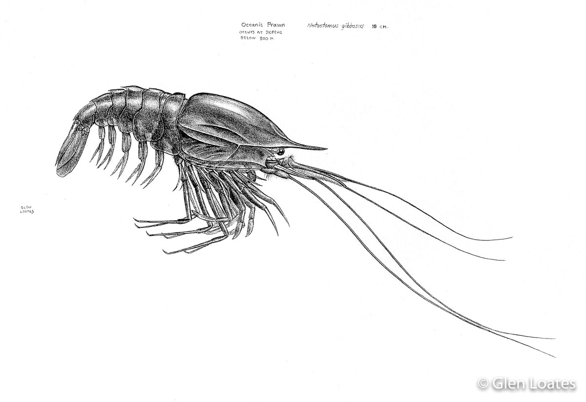 Ocean Prawn by Glen Loates