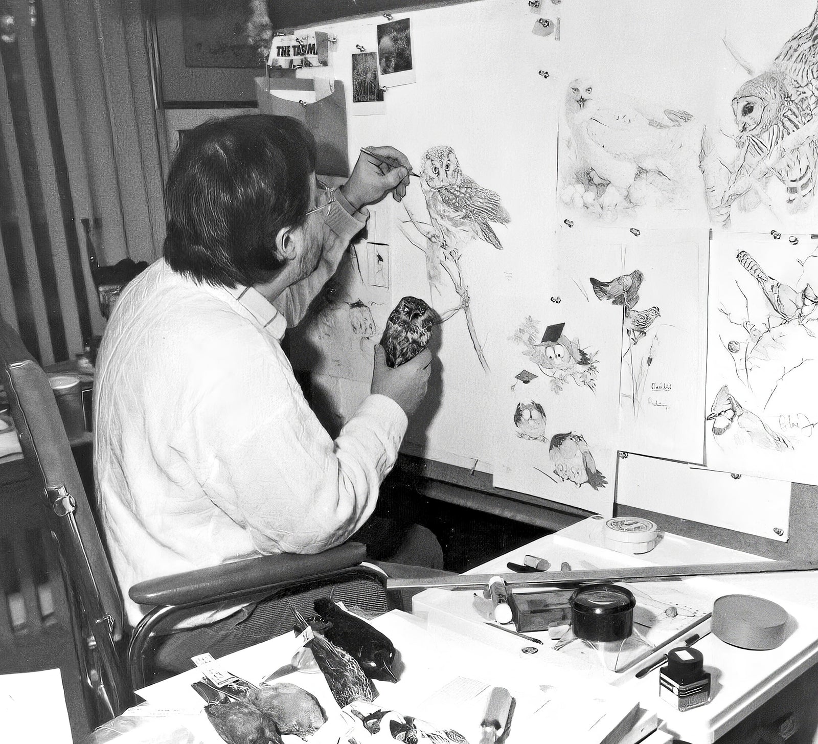 Glen Loates in his studio in 1979, holding a boreal owl study skin at eye level in his right hand while drawing with his left, a wall of owl studies pinned in front of him