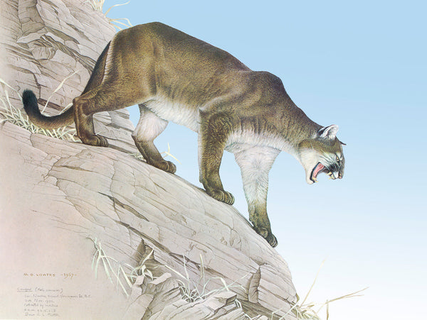 Cougar by Glen Loates