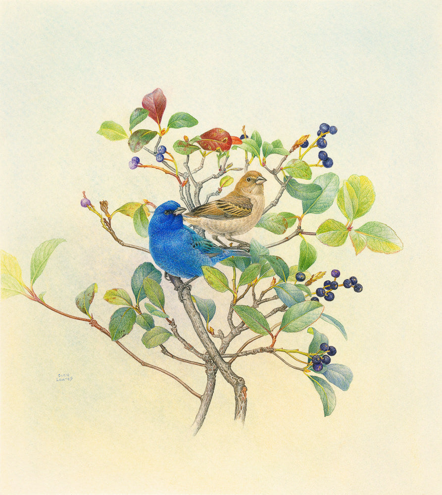 Indigo Buntings by Glen Loates