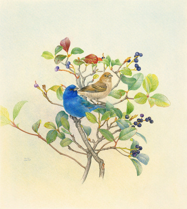 Indigo Buntings by Glen Loates