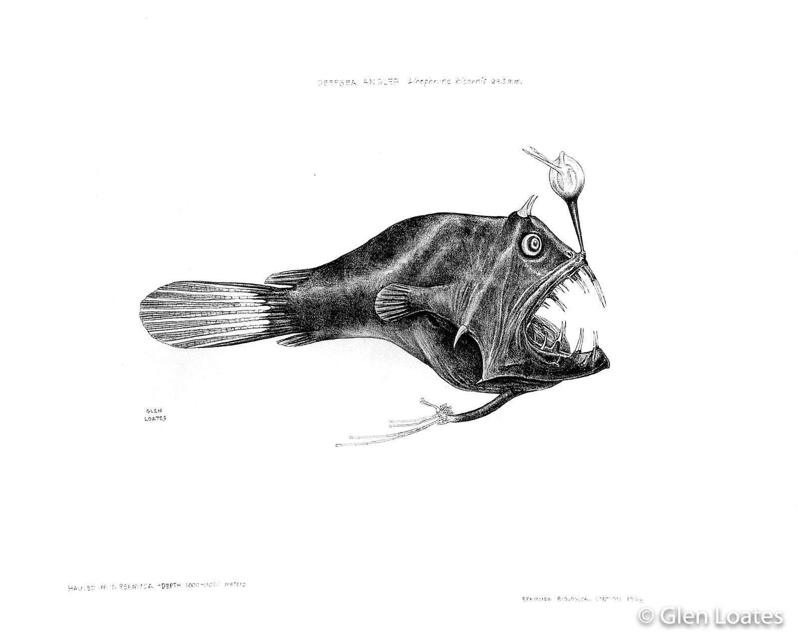 Deep Sea Angler by Glen Loates