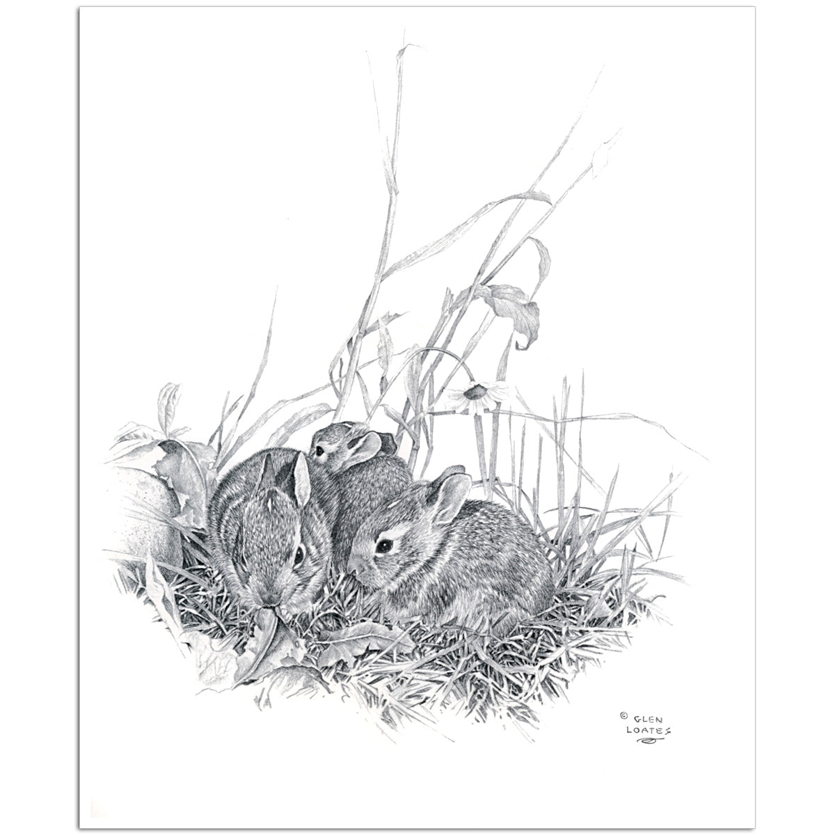Bunnies in Nest