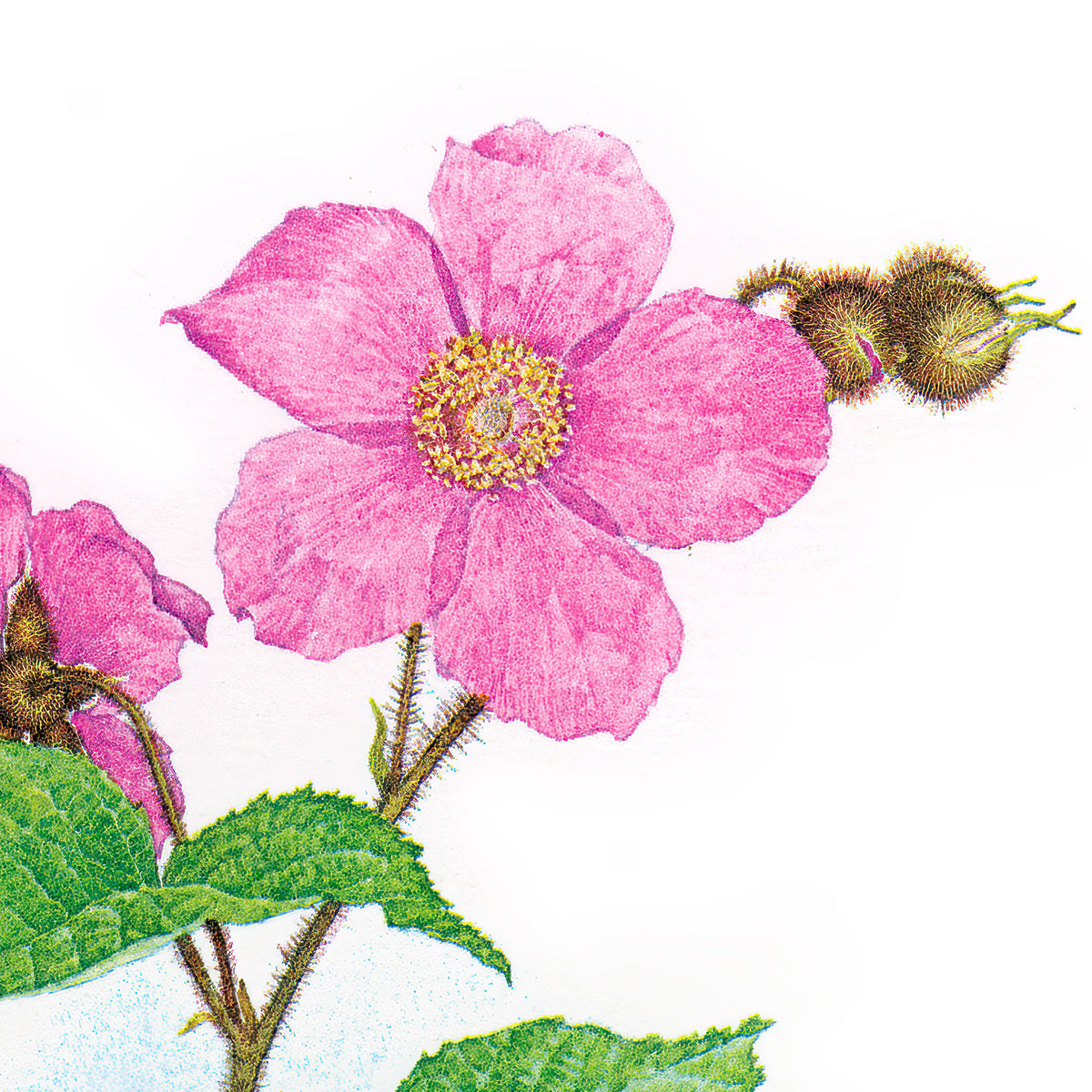 Flowering Raspberry
