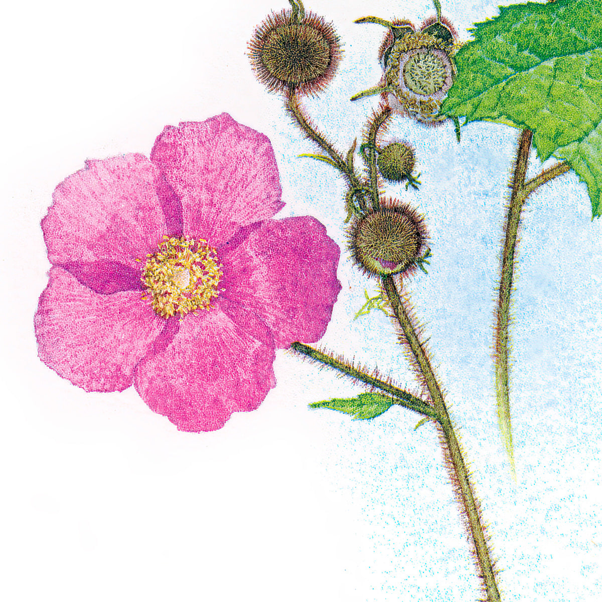Flowering Raspberry