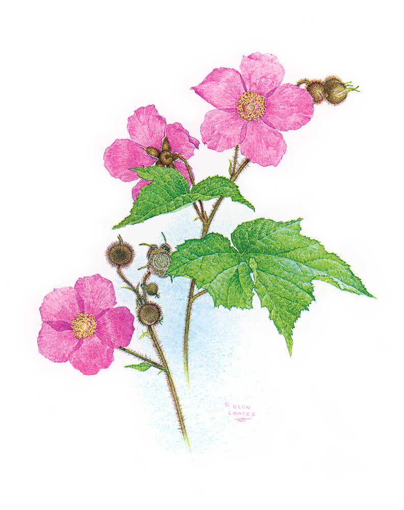Rubus odoratus
