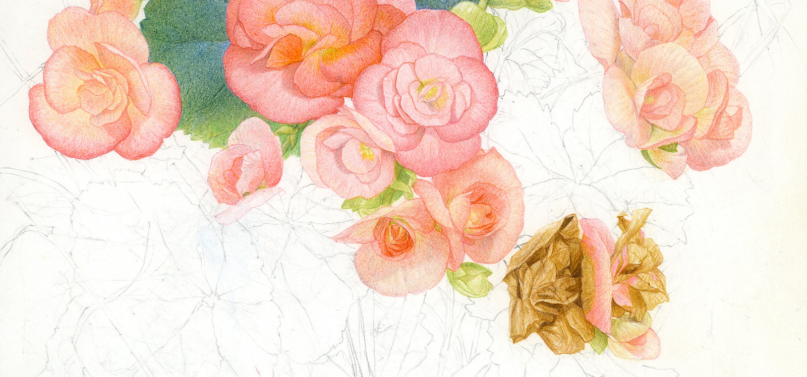 Glen Loates sketch of flowers