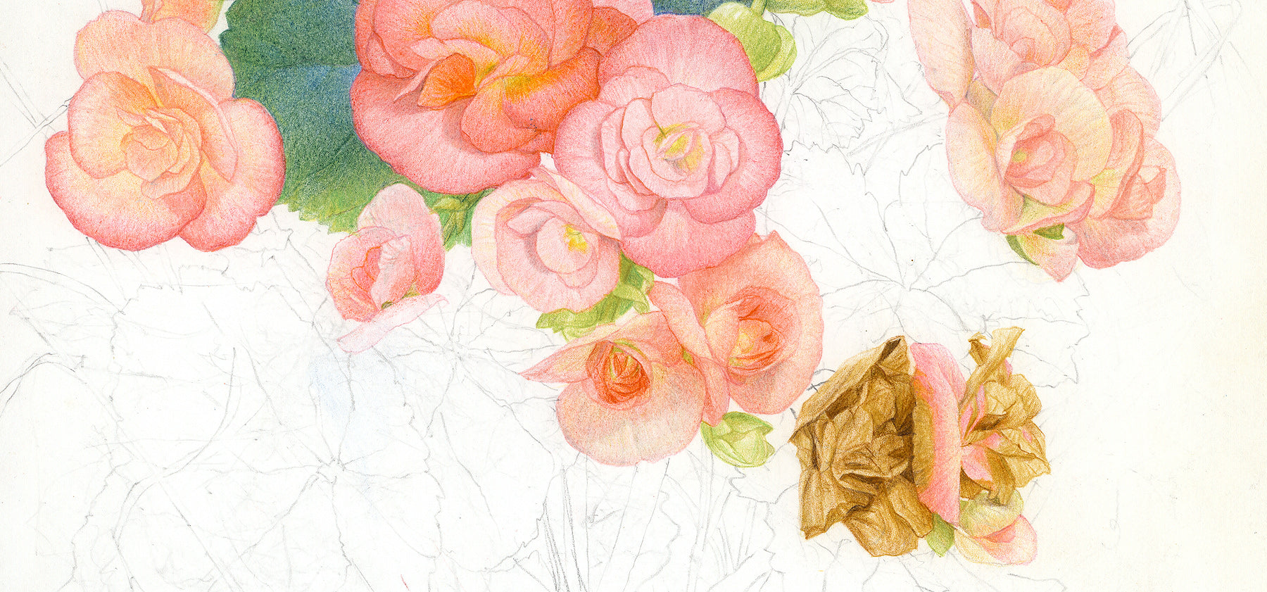Glen Loates sketch of flowers