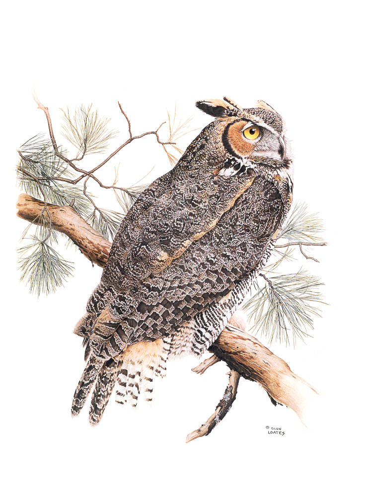 Great Horned Owl