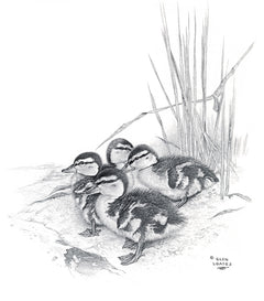 Mallard Ducklings, the original by Glen Loates