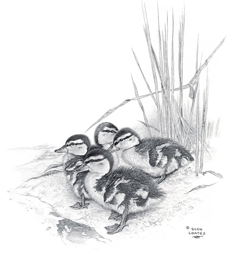 Canetons colverts