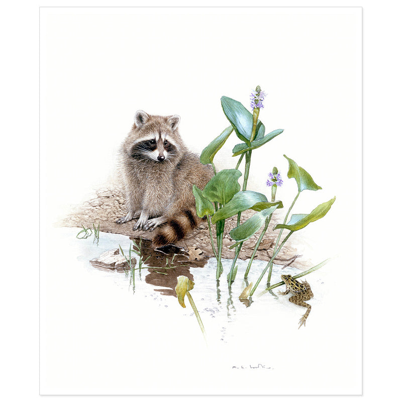 Raton laveur avec grenouille