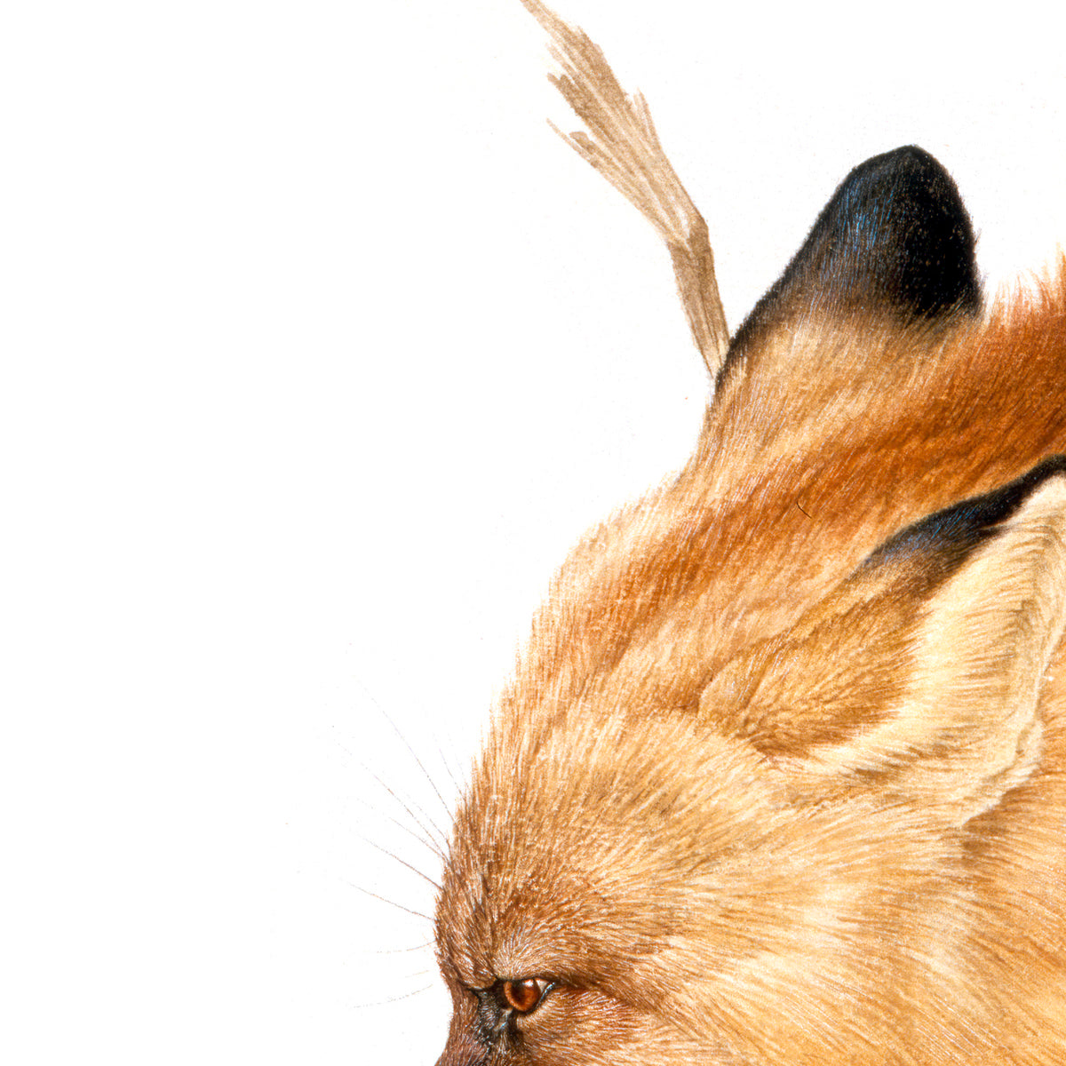Red Fox