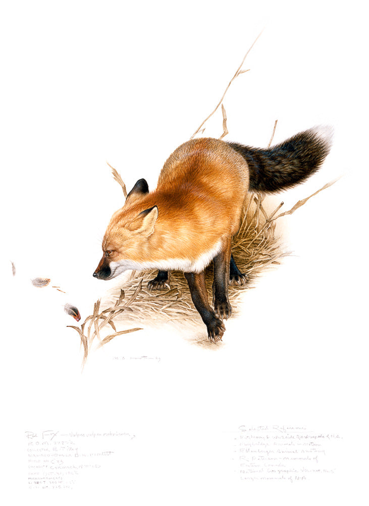 Renard roux