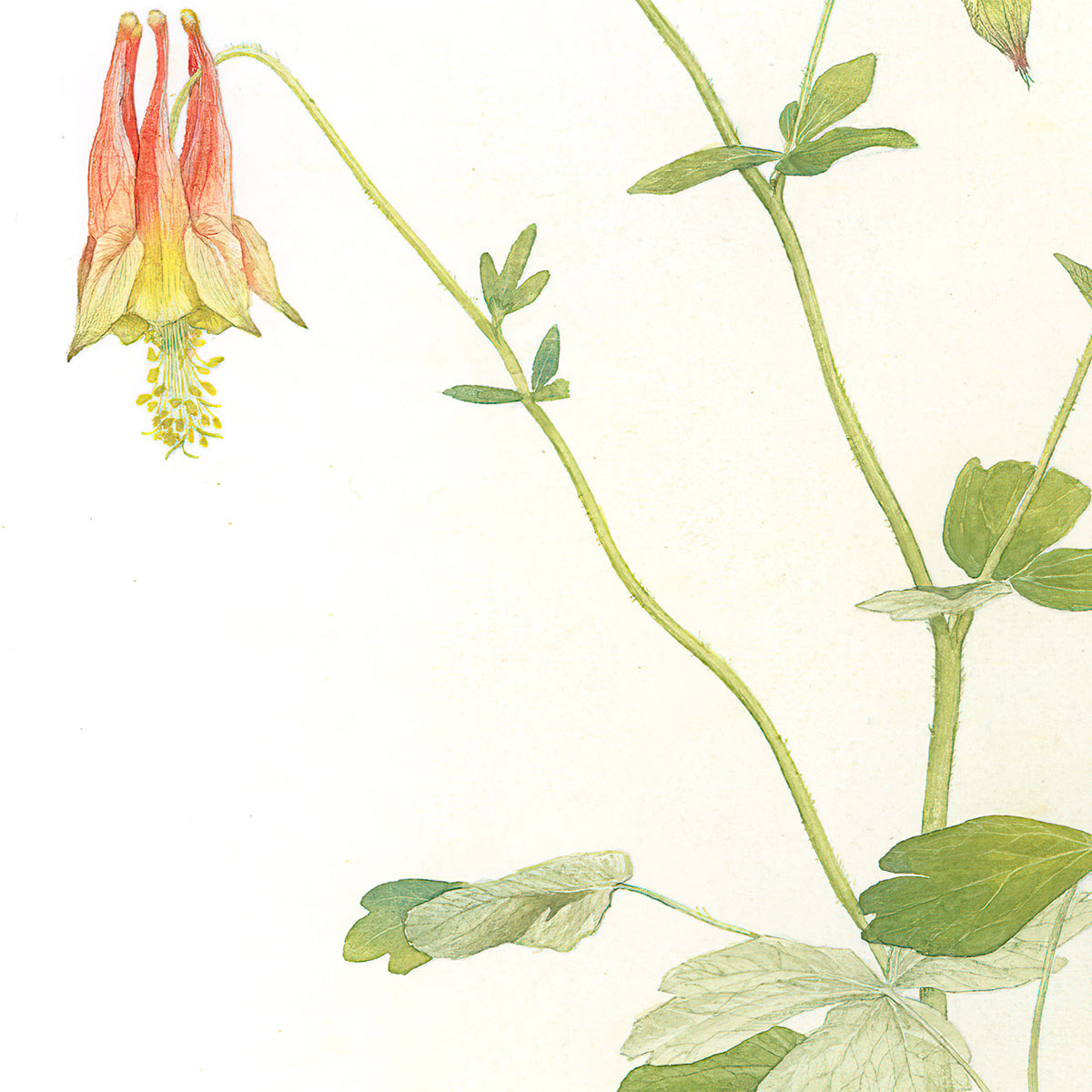 Columbine and Hummingbird