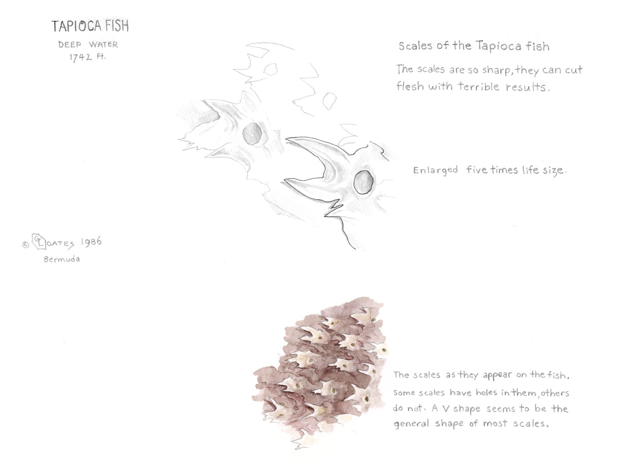 Tapioca fish study by Glen Loates