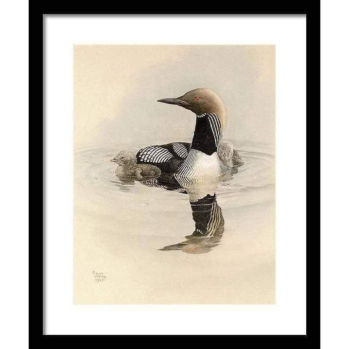 Arctic Loon With Young - Framed Print | Artwork by Glen Loates