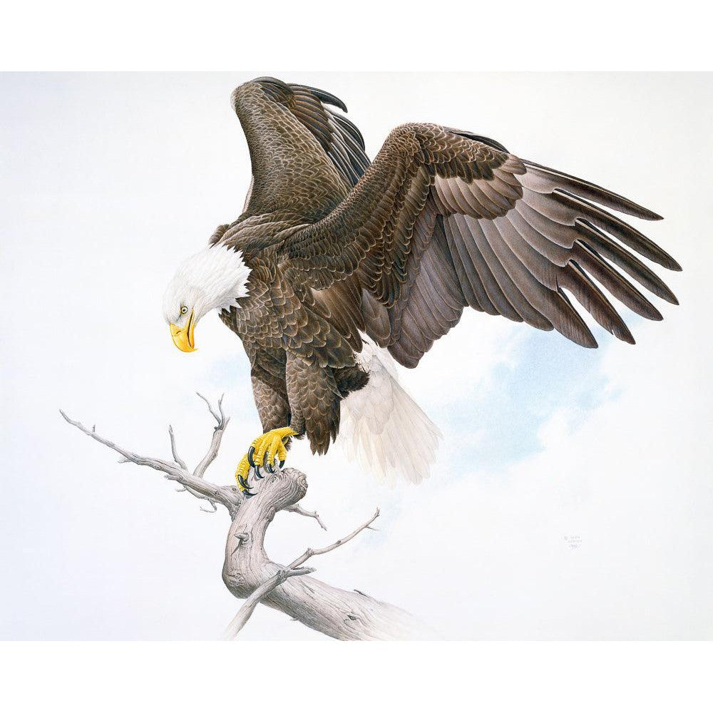 Bald Eagle - Canvas Print | Artwork by Glen Loates