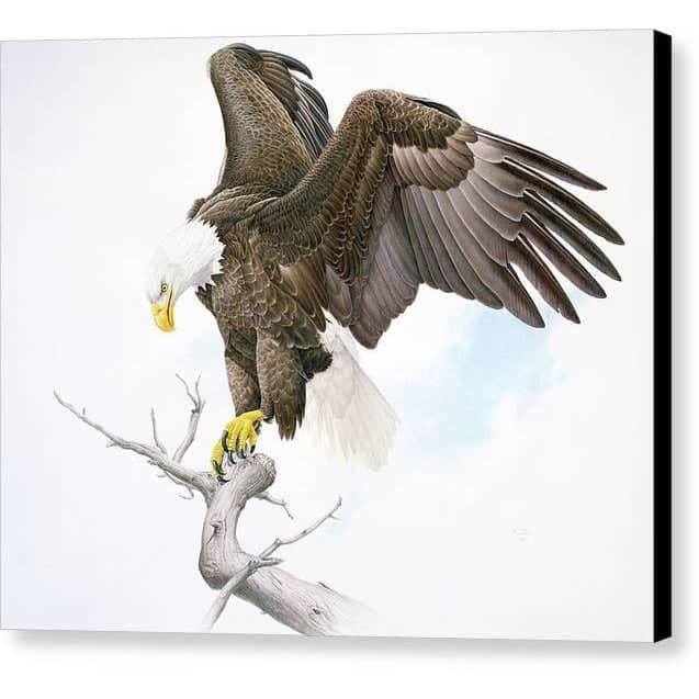 Bald Eagle - Canvas Print | Artwork by Glen Loates