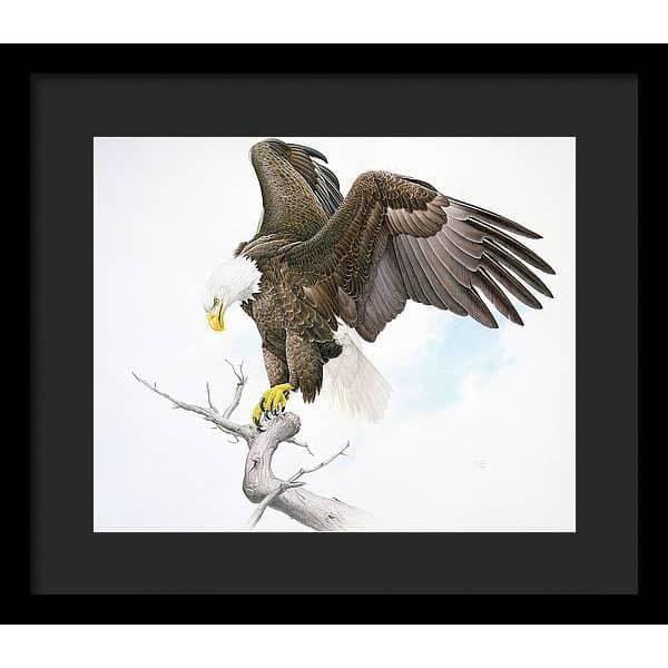 Bald Eagle - Framed Print | Artwork by Glen Loates