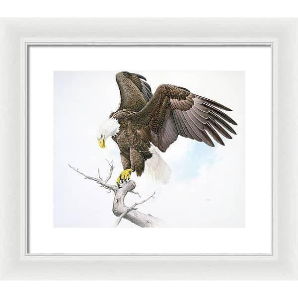 Bald Eagle - Framed Print | Artwork by Glen Loates
