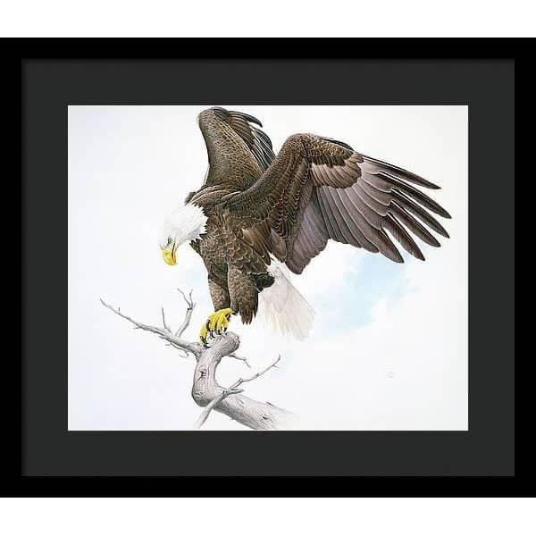 Bald Eagle - Framed Print | Artwork by Glen Loates
