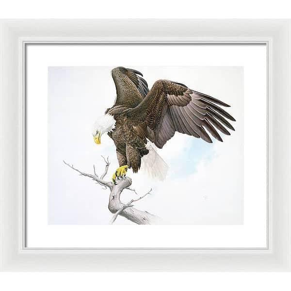 Bald Eagle - Framed Print | Artwork by Glen Loates