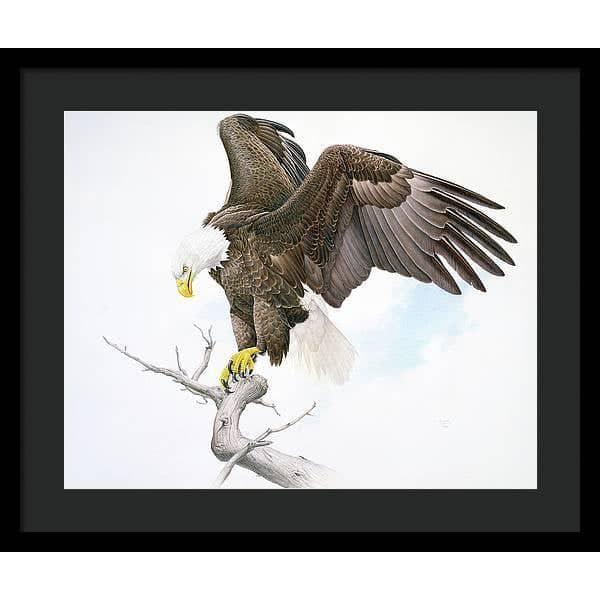 Bald Eagle - Framed Print | Artwork by Glen Loates