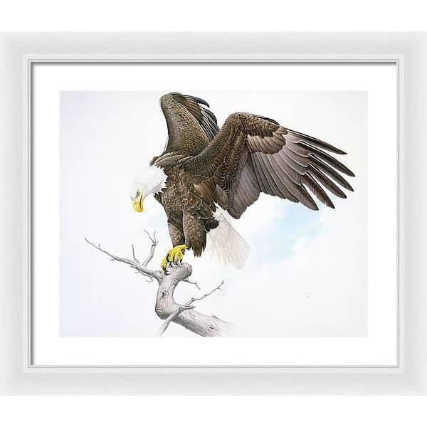 Bald Eagle - Framed Print | Artwork by Glen Loates