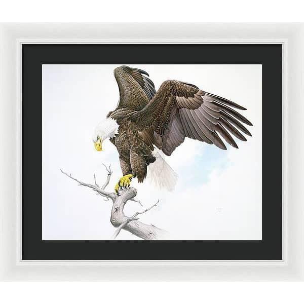 Bald Eagle - Framed Print | Artwork by Glen Loates
