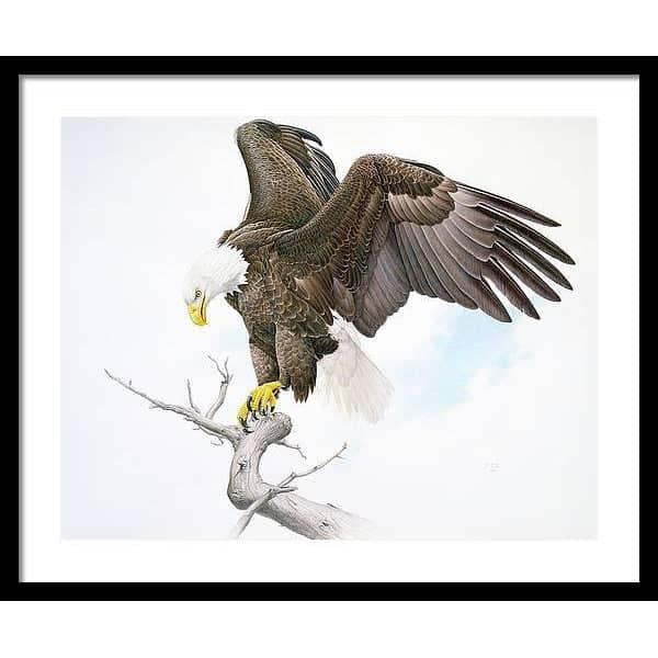 Bald Eagle - Framed Print | Artwork by Glen Loates