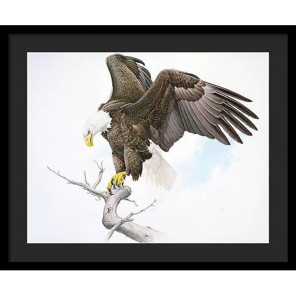 Bald Eagle - Framed Print | Artwork by Glen Loates