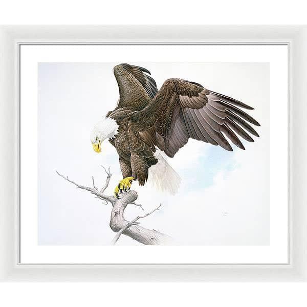 Bald Eagle - Framed Print | Artwork by Glen Loates