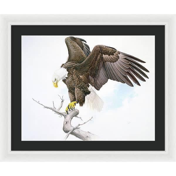 Bald Eagle - Framed Print | Artwork by Glen Loates