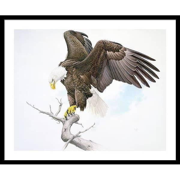 Bald Eagle - Framed Print | Artwork by Glen Loates