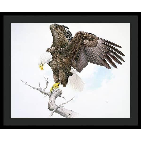 Bald Eagle - Framed Print | Artwork by Glen Loates