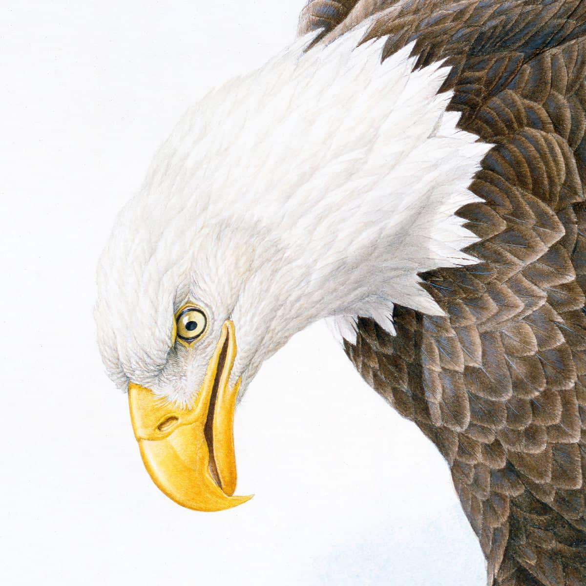 Bald Eagle - Framed Print | Artwork by Glen Loates