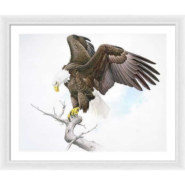 Bald Eagle - Framed Print | Artwork by Glen Loates