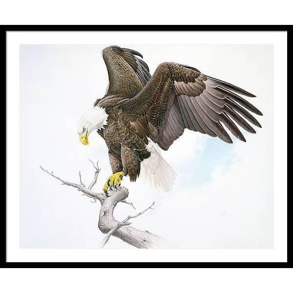 Bald Eagle - Framed Print | Artwork by Glen Loates