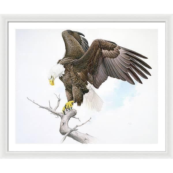 Bald Eagle - Framed Print | Artwork by Glen Loates