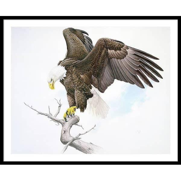 Bald Eagle - Framed Print | Artwork by Glen Loates
