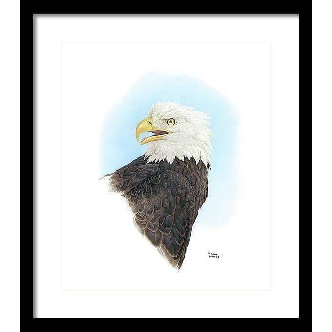 Bald Eagle Head - Framed Print | Artwork by Glen Loates