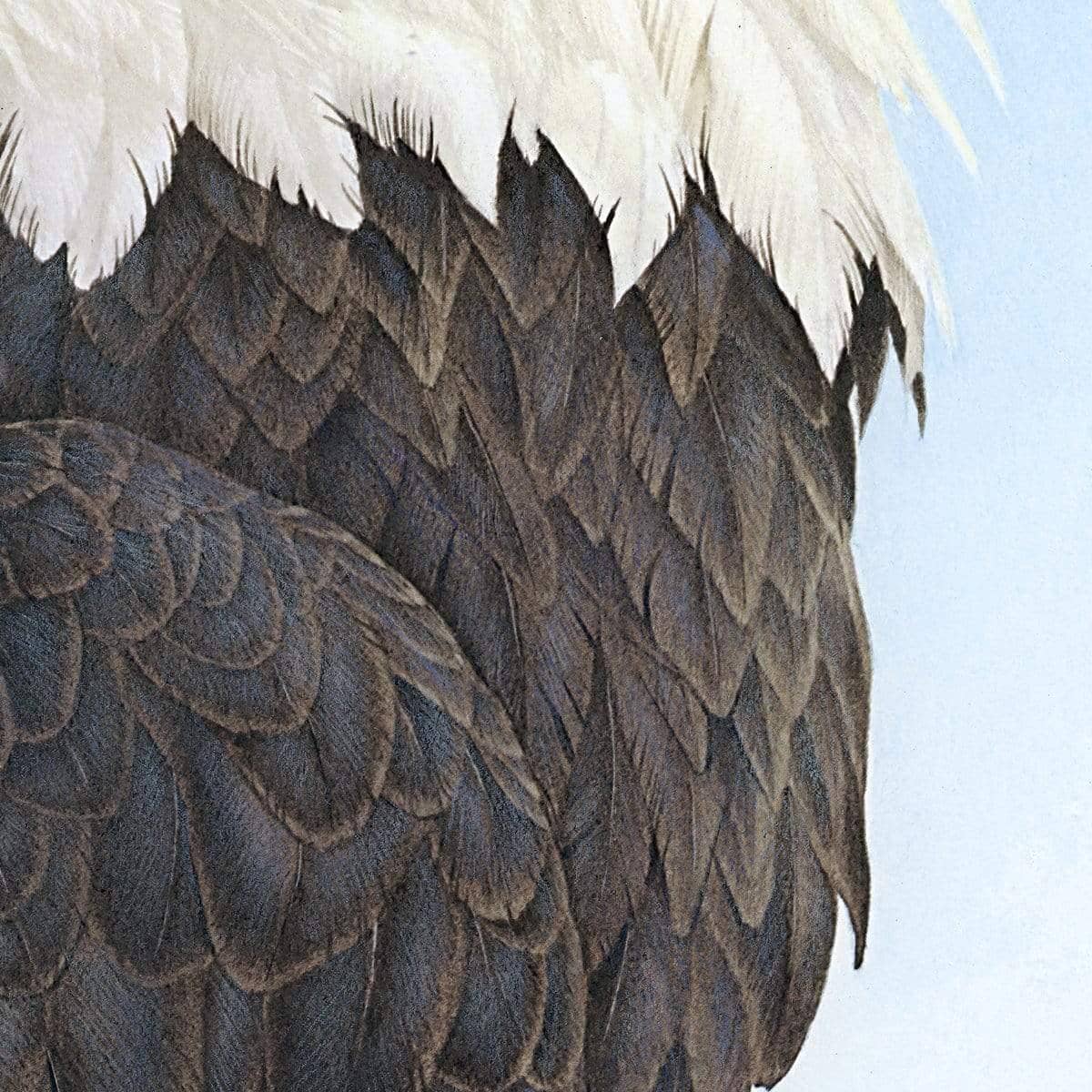 Bald Eagle Head - Framed Print | Artwork by Glen Loates