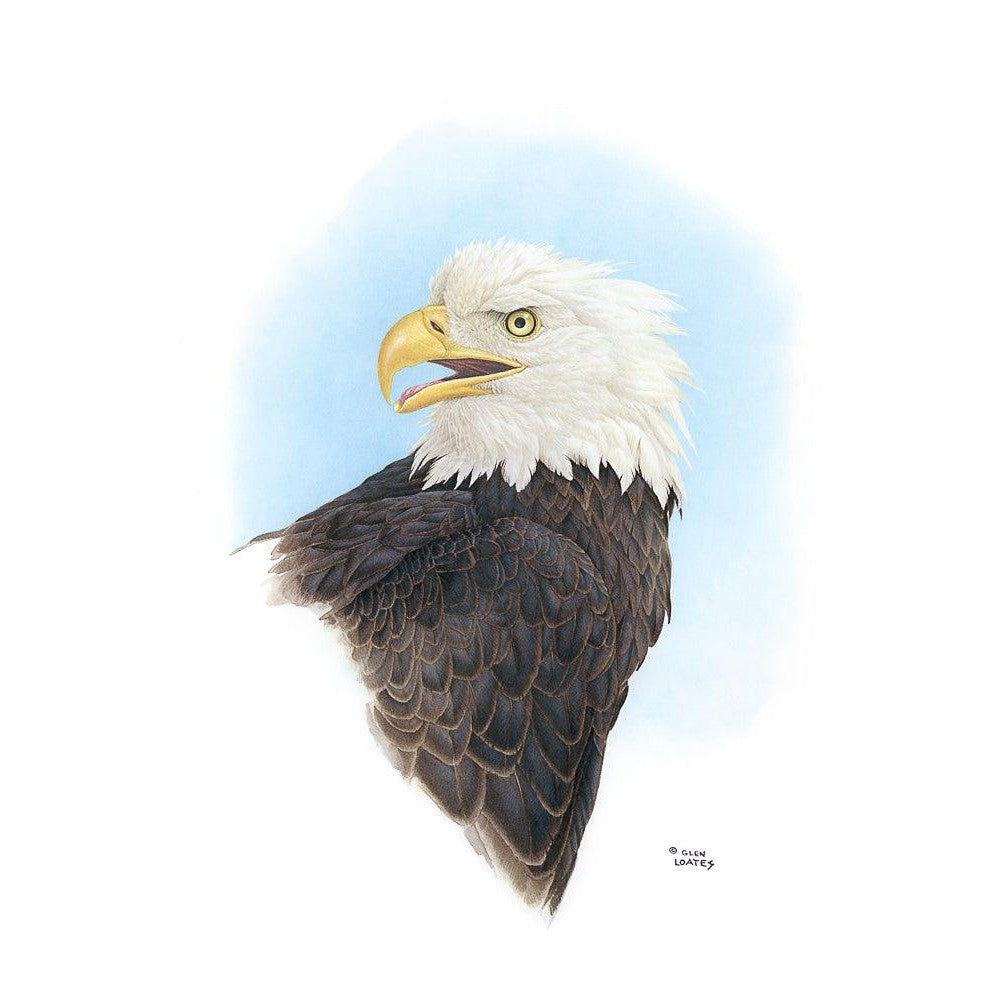 Bald Eagle Head - Framed Print | Artwork by Glen Loates