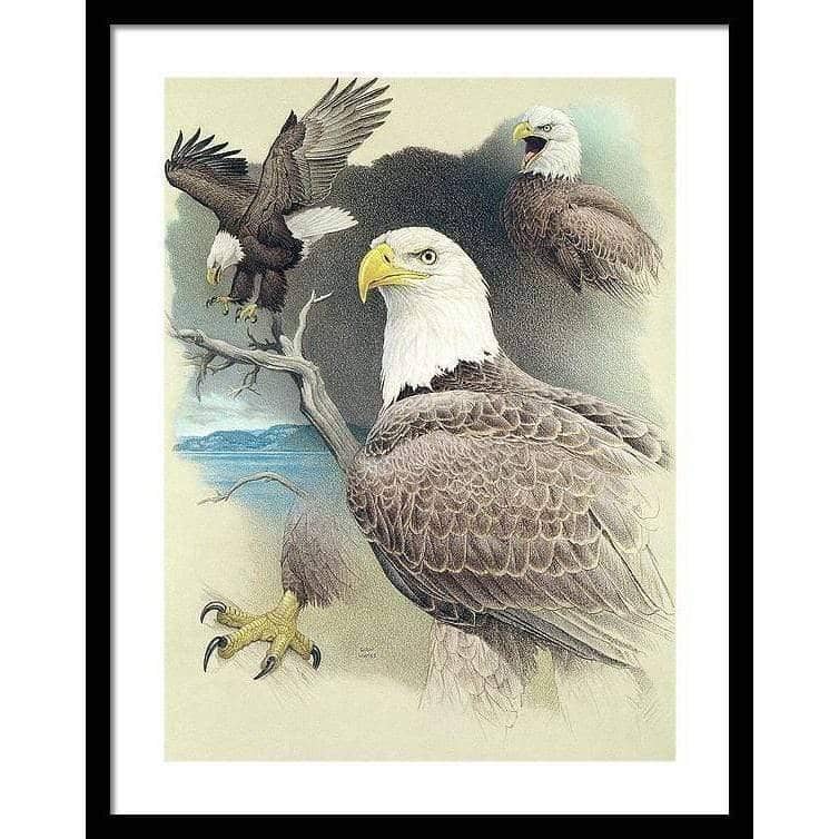 Bald Eagle Montage - Framed Print | Artwork by Glen Loates
