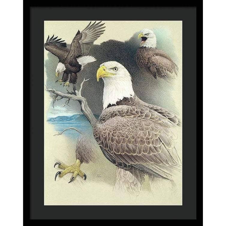 Bald Eagle Montage - Framed Print | Artwork by Glen Loates