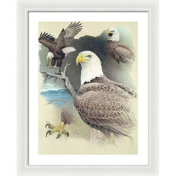 Bald Eagle Montage - Framed Print | Artwork by Glen Loates