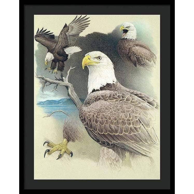 Bald Eagle Montage - Framed Print | Artwork by Glen Loates